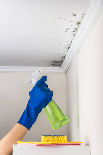 Best Residential Mold Removal  in Oak Grove, MS